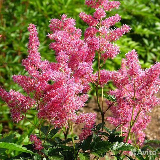 Астильба розовая и белая