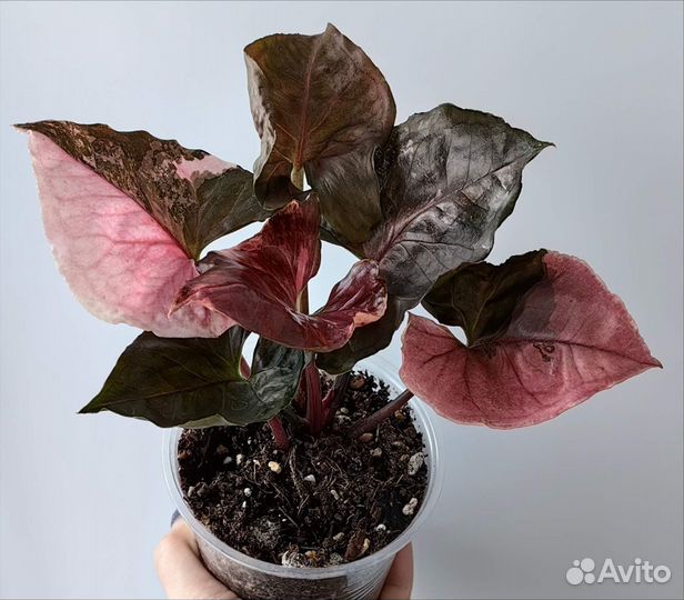 Сингониум Клубничный Лед(Strawberry Ice) galaxy