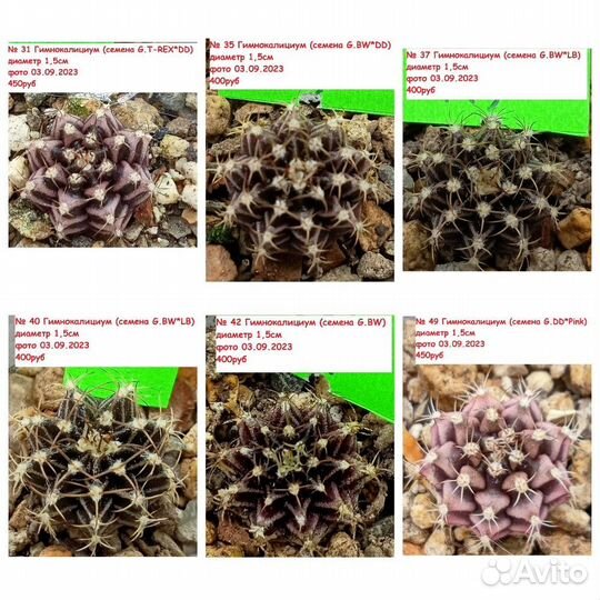 Кактусы Корифанта, Астрофитум, Гимнокалициум