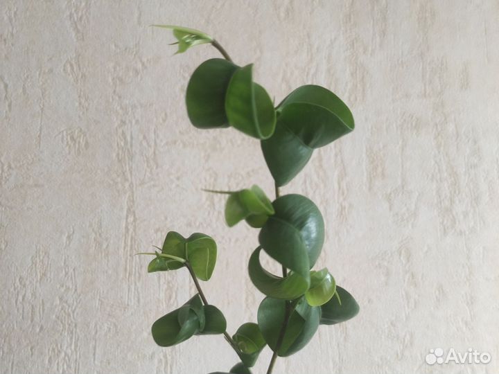 Фикус Бенджамина. Сорт Барок