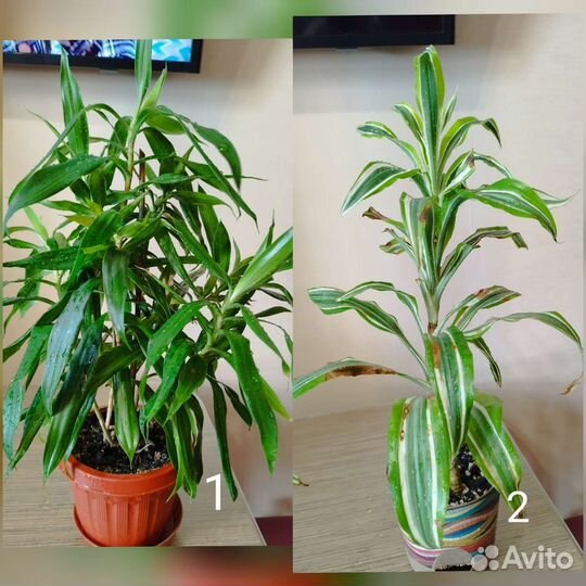 Пальма драцена