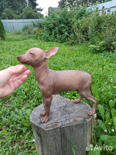 Щенки ксоло миниатюрной разновидности