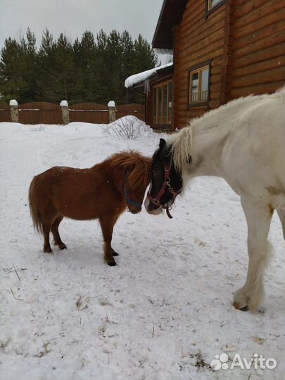 Лошади для фотосессий с инструктором