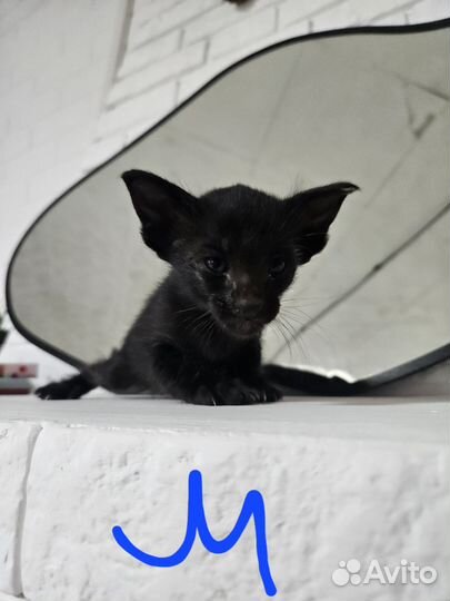 Ориентальные котята