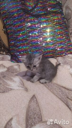 Котята родились в августе