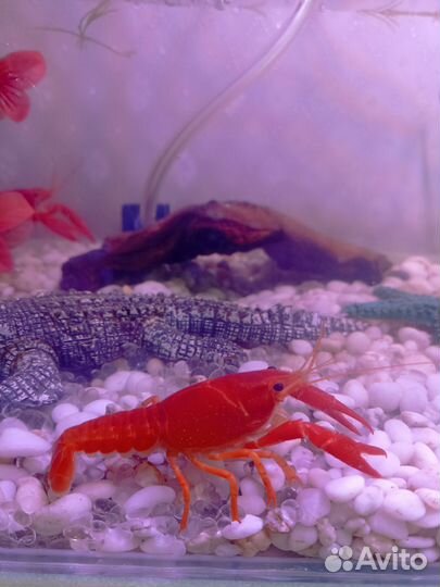 Калифорнийский красный рак