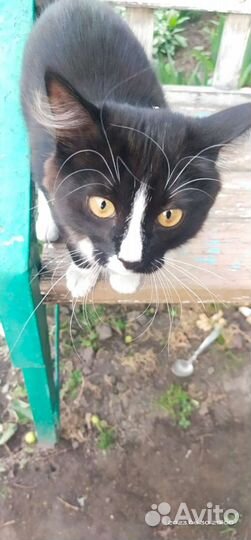 Кошка в дар