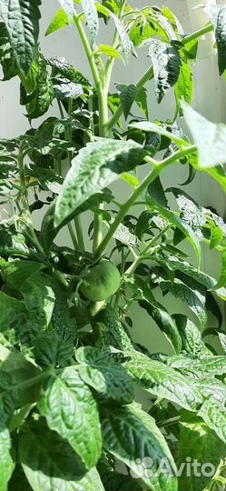 Рассада балконных томатов