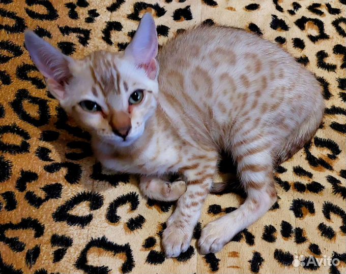 Бенгальские котята