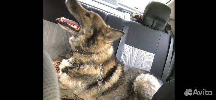 Собака потерялась