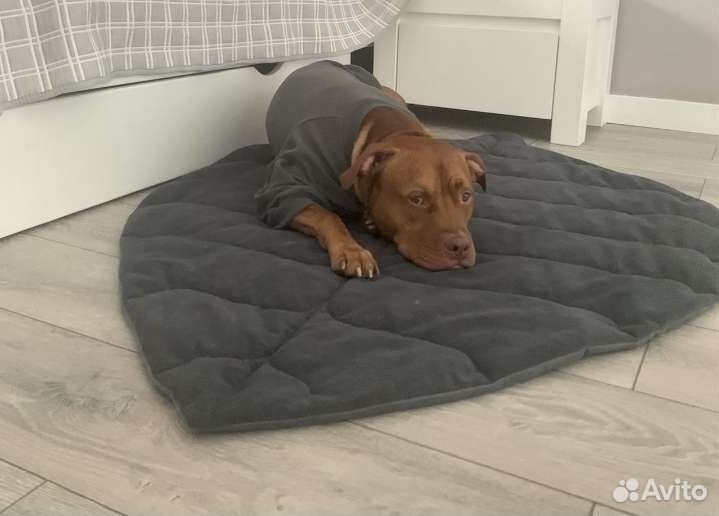 Лежанки для животных оптом от производителя