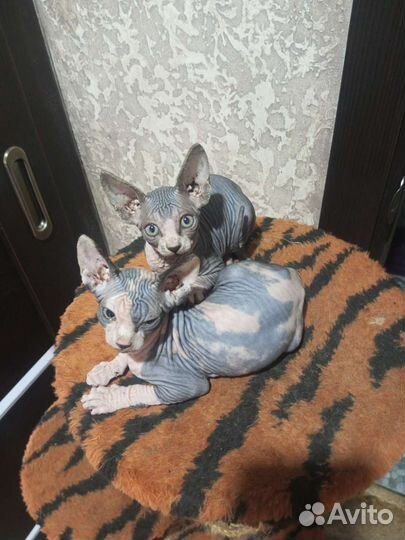 Канадский сфинкс