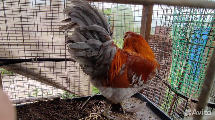 Куры Америукана инкубационое яйцо, Цыплята