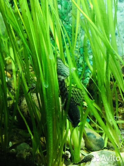 Аквариумные растения валлиснерия