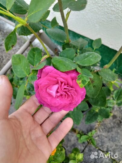 Роза розовая