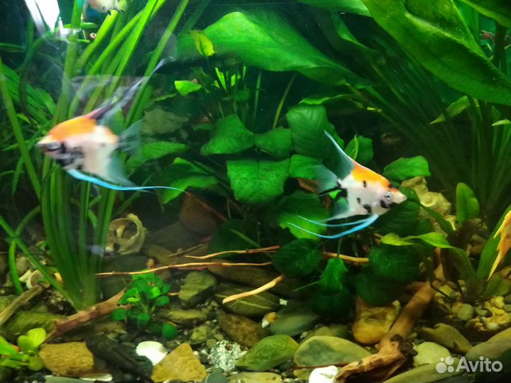 Аквариумные рыбки в ассортименте