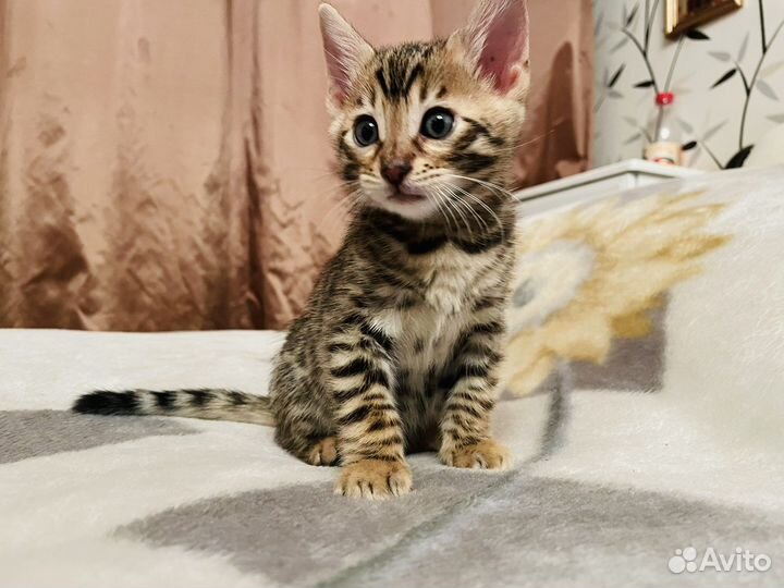 Котята Бенгалы