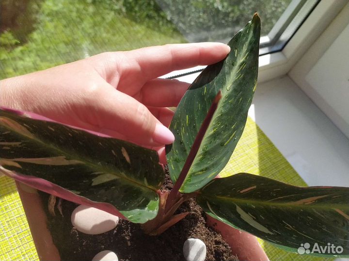 Строманта меджик стар