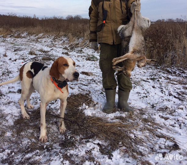 Выжлец русской пегой гончей