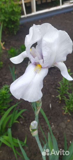 Продам ирисы