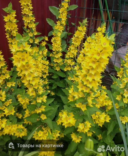 Флоксы, хоста, гипсофила, астильба