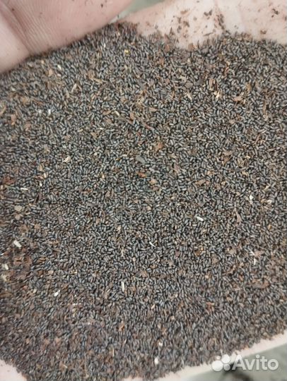 Семена многолетних и однолетних трав