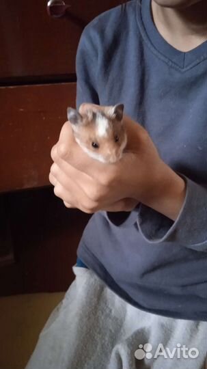 Сирийский хомяк