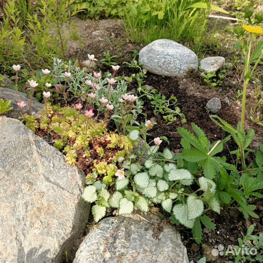 Многолетники для альпийской горки