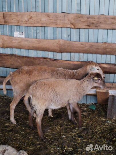 Катумский баран