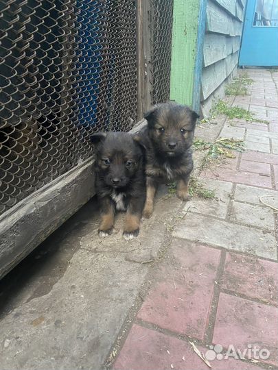 Щенки бесплатно