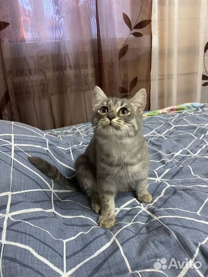 Кошки в добрые руки ласковая