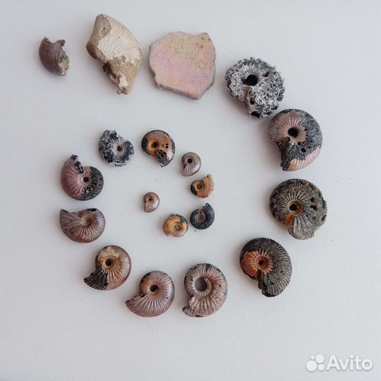 Окаменелости аммониты