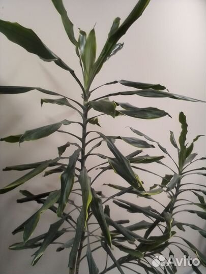 Драцена душистая. 