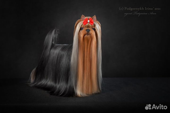 Йоркширский терьер щенки