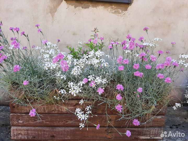 Гвоздика перистая, травянка и другие цветы
