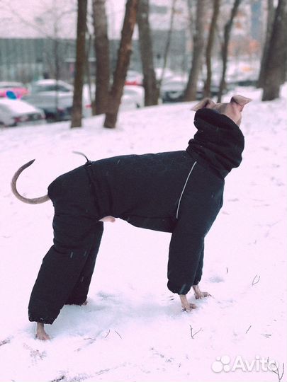 Зимний комбинезон для собаки левретки