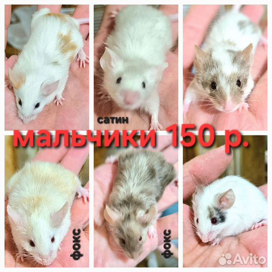 Мышь декоративная