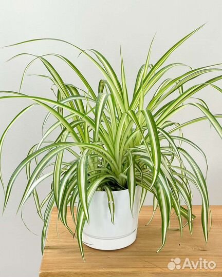 Хлорофитум