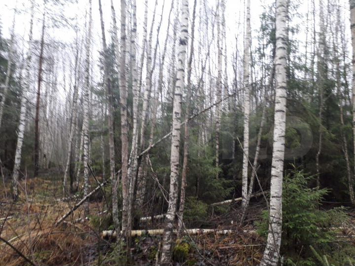 Участок 9,8 сот. (СНТ, ДНП)