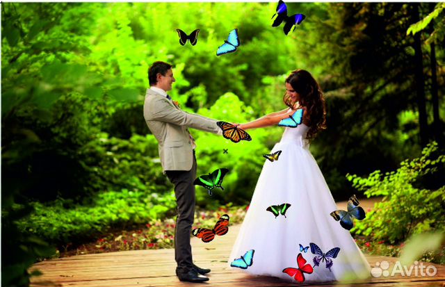 Свадебный Салют из Тропических Бабочек
