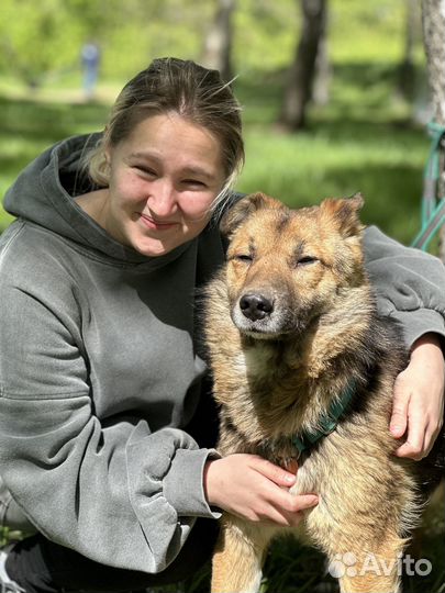 Плюшевый Скуби оказался в приюте