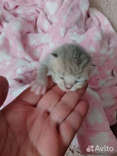 Котёнок сиротка