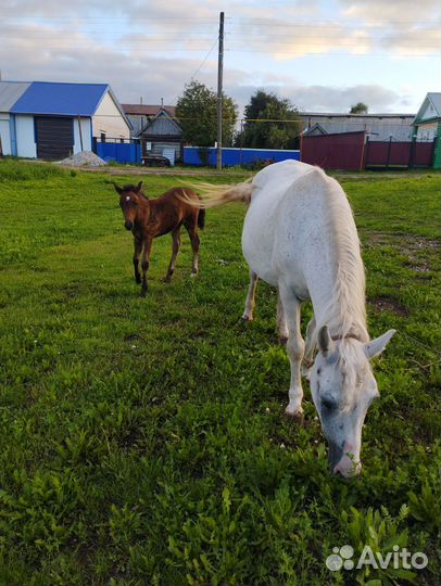 Лошадь с жеребенком