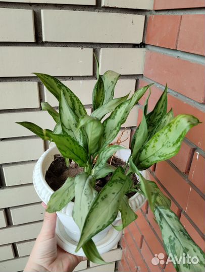 Комнатные цветы