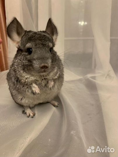 Продам шиншилл