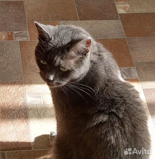 Кошка в дар