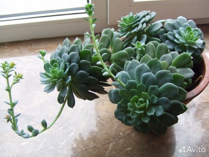 Эхеверия,хавортия