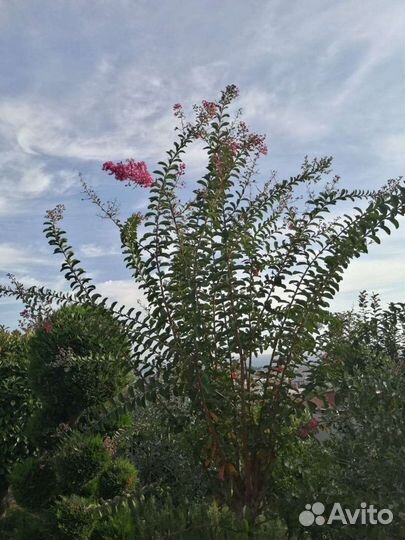 Можжевельник,туи,розы