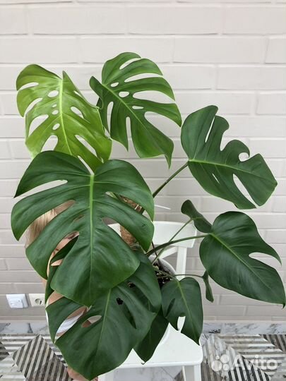 Монстера Делициоза (Monstera Deliciosa)