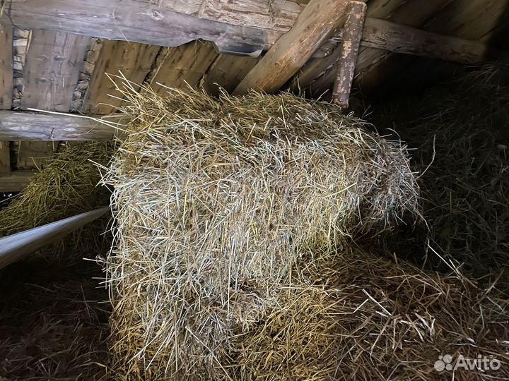 Продам сено
